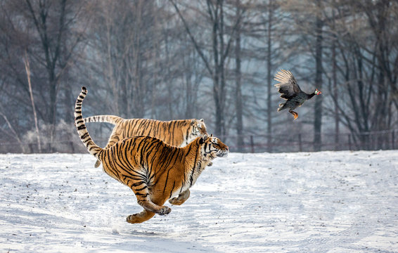Fototapeta Siberian Tiger running in the snow and catch their prey. Very dynamic photo. China. Harbin. Mudanjiang province. Hengdaohezi park. Siberian Tiger Park. Winter. Hard frost. (Panthera tgris altaica)