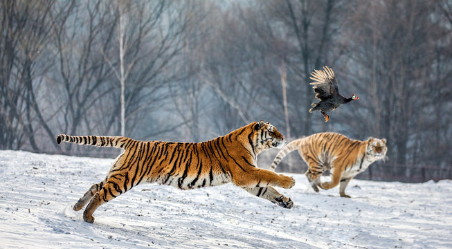 Fototapeta Siberian Tiger running in the snow and catch their prey. Very dynamic photo. China. Harbin. Mudanjiang province. Hengdaohezi park. Siberian Tiger Park. Winter. Hard frost. (Panthera tgris altaica)