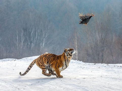 Siberian Tiger running in the snow and catch their prey. Very dynamic photo. China. Harbin. Mudanjiang province. Hengdaohezi park. Siberian Tiger Park. Winter. Hard frost. (Panthera tgris altaica)