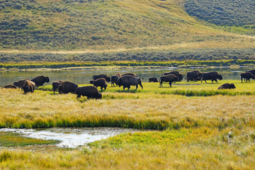 Fototapeta na wymiar View of a herd of bison in the grass in the Hayden Valley in Yellowstone National Park, Wyoming