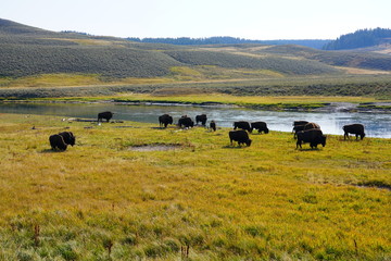 View of a herd of bison in the grass in the Hayden Valley in Yellowstone National Park, Wyoming