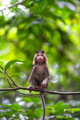 monkey macaque sitting on a branch with a look up