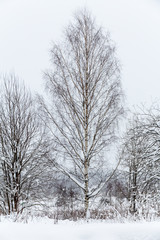 birch without leaves in the winter in the snow
