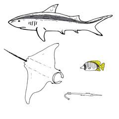 Grey reef shark, manta ray, threadfin butterflyfish and cornefish hand drawn - 245731408