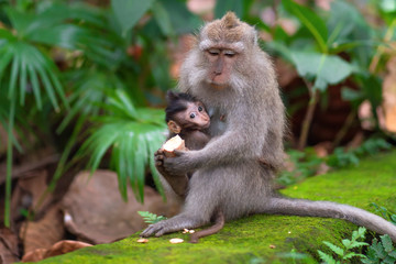 Naklejka na ściany i meble a monkey feeds her baby with an interesting look.close up