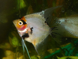 Aquarium fish