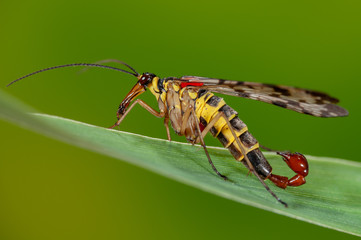 Männliche Skorpionsfliege mit typischem Genitalsegment, Portrait einer männliche Skorpionsfliege auf Grashalm sitzend, Schnabelfliege Männchen Portrait