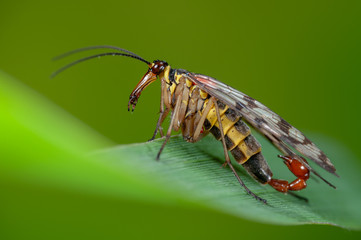 Gemeine Skorpionsfliege Männchen sitz auf Grashalm, Männchen einer Skorpionsfliege mit Skorpionsartigem Begattungsorgan beobachtet Umgebung, Portrait einer männlichen Panorpa communis