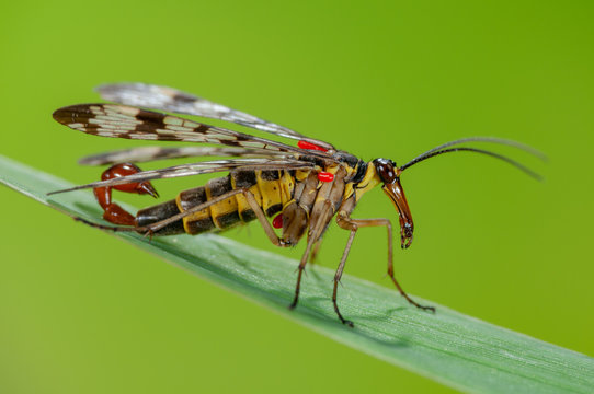 Panorpa communis m&auml;nnchen auf Gras,  M&auml;nnliche Skorpionsfliege mit saugenden Roten Samtmilben, Skorpionsfliegenm&auml;nnchen mit Skorpions&auml;hnlichem Begattungsorgan, 
