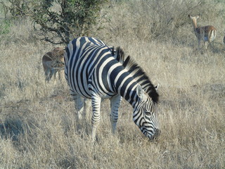 Fototapeta na wymiar Zebra in freier Wildbahn