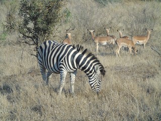 Fototapeta na wymiar Zebra im krüger Nationalpark