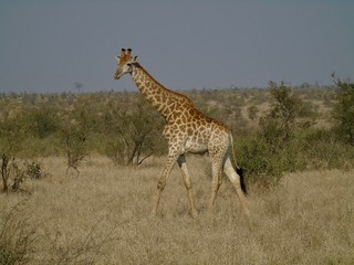 Giraffe im Krüger Nationalpark