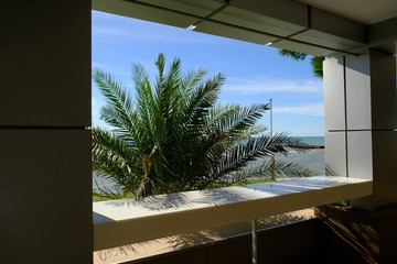 view from the window on the palm tree