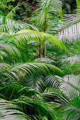 green palm leaves close-up