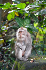 Naklejka na ściany i meble female macaque with a sad look