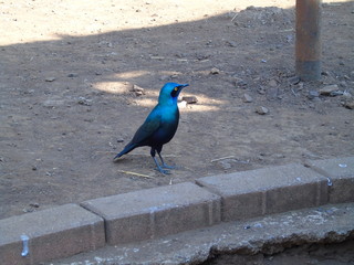 Landschaften und Tierwelt Südafrikas