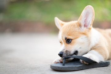 Welsh corgi dog pembroke puppy playing owners shoes or flip flop