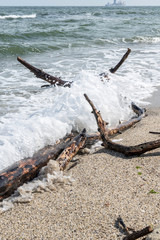 Fallen branch on the beach in the early spring.
