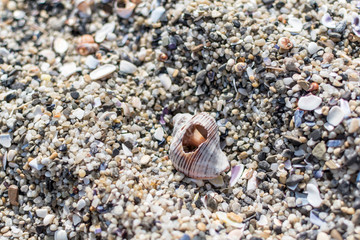 Rapan on the beach in the spring.