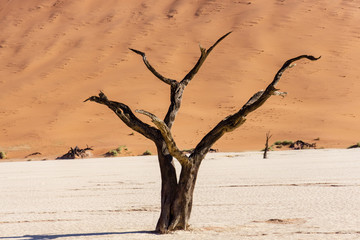 Fototapeta na wymiar Trees and landscape of Dead Vlei Namibia, South Africa