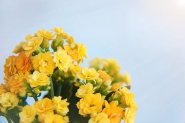 Cozy spring atmosphere with yellow flowering kalanchoe