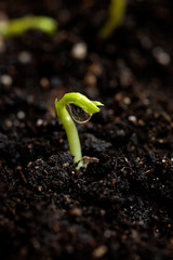 Green seedling illustrating concept of new life.