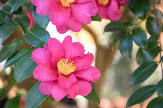 1 696 最適な サザンカの花 画像 ストック写真 ベクター Adobe Stock
