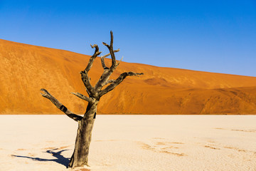 beautiful colors and dead acacia in hidden Dead Vlei landscape in Namib desert, dead acacia trees in valley with blue sky, Namibia