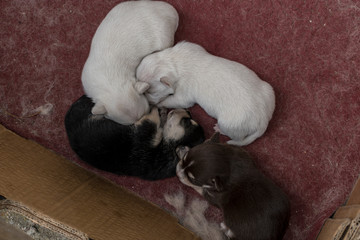 Four small puppies still suckling from their mother.