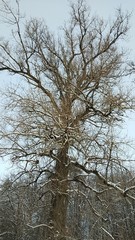 snowy winter landscape