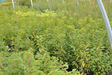 Prunus lusitanica