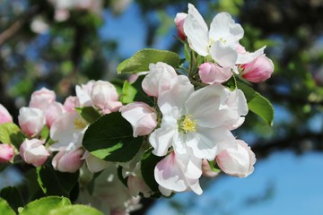 Blüten des Apfelbaums im Frühling, Nahaufnahme