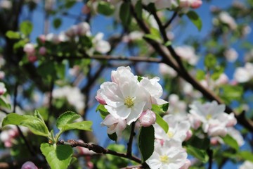 Blüten des Apfelbaums im Frühling, Nahaufnahme