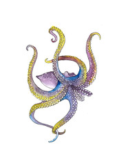 Watercolor sketch Octopus