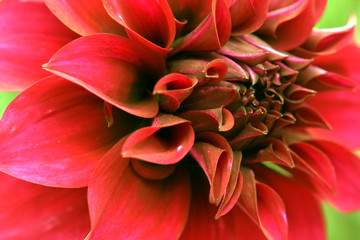 dahlia red color flower closeup