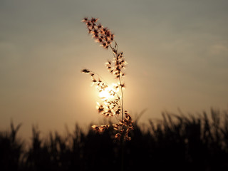Closeup of rose natal grass silhouette with beautiful orange evening sunset.Selected focus.