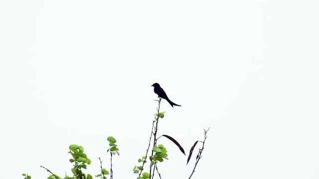 Male Asian koel sitting on a birch