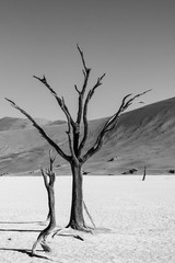 Dead acacia Trees and red dunes in Deadvlei. Black and white photography. Sossusvlei. Namib-Naukluft National Park, Namibia.
