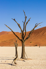 Fototapeta na wymiar Red sand dunes and scorched dead tree shortly after sunrise in Deadvlei, Sossusvlei, Namibia roadtrip