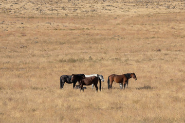 Wild Horses in the Utah Desert