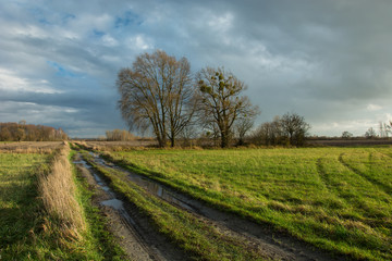 Fototapeta na wymiar Puddles on a dirt road through a green meadow, large trees without leaves and rainy clouds