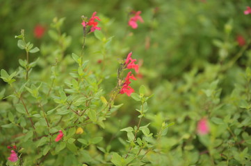 Salvia grahamii