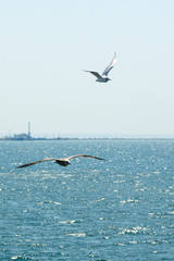 Two white seagulls soaring above the sea.
