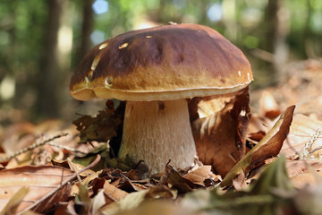 King boletus - edible mushroom