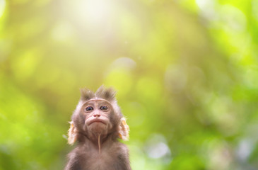 the baby macaque close-up ,looking up there is copy space