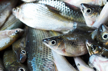 Fresh fish with macro close up for raw food concept