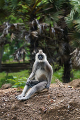 Obraz premium A wild langur monkey sitting on ground