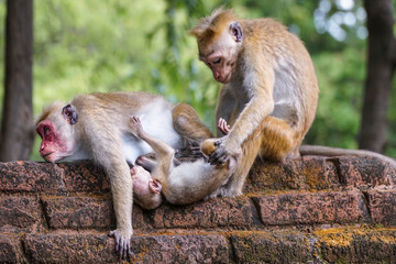 a wild monkey family in nature