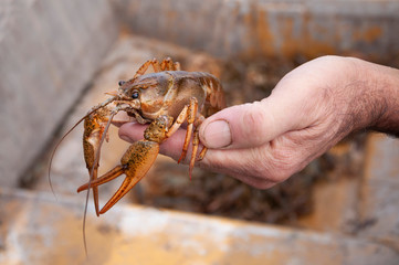 Closeup male hand holding alive freshwater crayfish