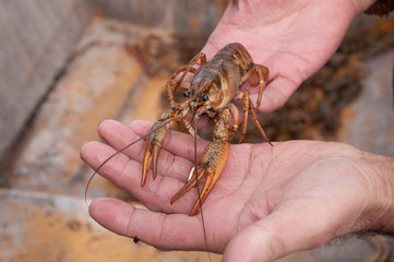 Closeup male hands holding alive freshwater crayfish